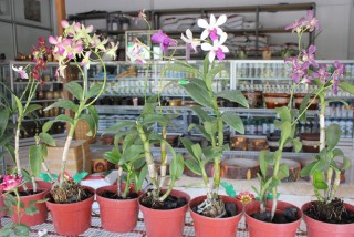 Hadirkan Bunga di Rumah Anda - anggrek_di_keyrosen_garden.jpg