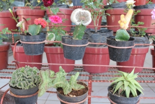 Hadirkan Bunga di Rumah Anda - kaktus_di_keyrosen_garden.jpg