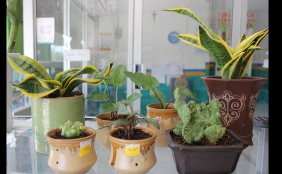 Hadirkan Bunga di Rumah Anda - pot_kecil.jpg