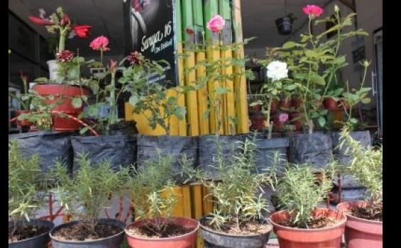 Hadirkan Bunga di Rumah Anda - scale_mawar_di_keyrosen_garden.jpg