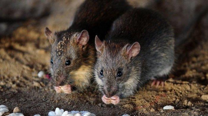 Arti Mimpi Makan TIkus, Ternyata Tandanya Akan Ada Pengkhianatan