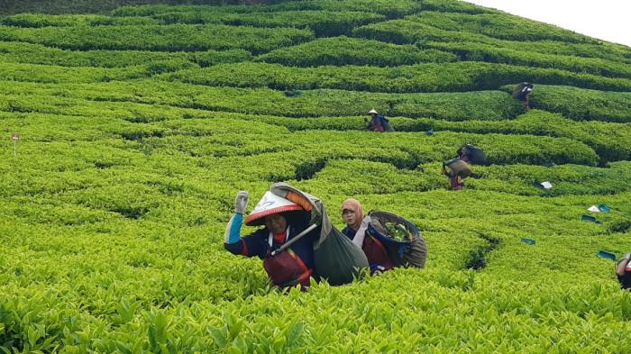 Bidik Pasar Premium Global, PTPN I Regional 2 Garap 48 Hektar Teh Organik