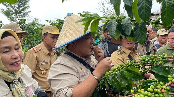 Gubernur Arinal Sumringah saat Petik Kopi Arabika di Lampung Barat
