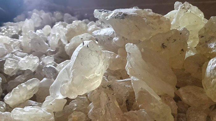 Harga Getah Damar Mata Kucing di Pesisir Barat Lampung Naik, Rp 20 Ribu Per Kg - Tribunlampung.co.id