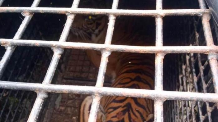 Harimau Sumatera Tertangkap di Sukabumi Lampung Barat, Petugas Tunggu BKSDA