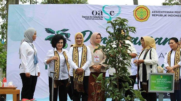 Iriana Jokowi Tanam 200 Pohon Alpukat Hijau Panjang di Lampung