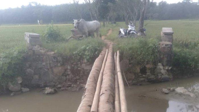 Kondisi Jembatan Kampung Kalirejo Memprihatinkan, Hanya Pakai 2 Batang Pohon Kelapa
