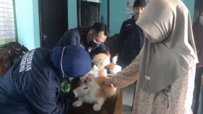 Puskeswan Gadingrejo Pringsewu Gelar Vaksin Rabies Gratis, Siapkan 230 Dosis
