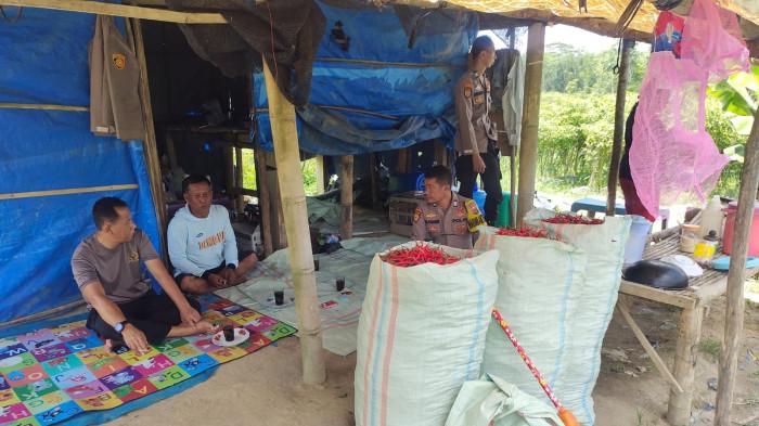 Kapolsek Banjar Agung Polda Lampung Tinjau Lahan Cabai di  Catur Karya Buana Jaya