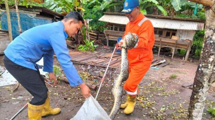 Mangsa Unggas Warga, Ular Sanca Ditangkap Damkar Tulangbawang Lampung