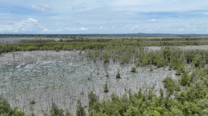Tanam mangrove di Lampung Timur 2