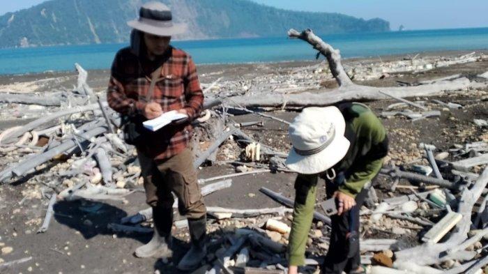 Sempat Musnah, Ditemukan 21 Jenis Tumbuhan di Gunung Anak Krakatau Lampung Selatan