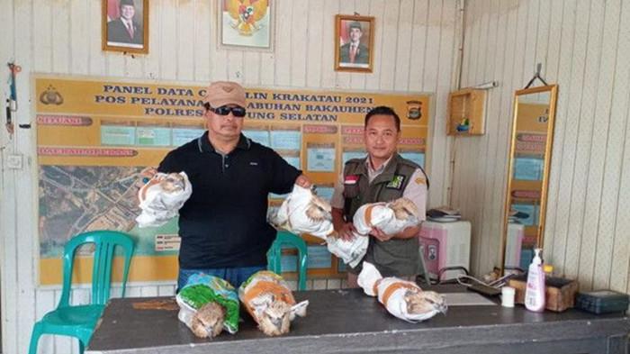 Polda Lampung Imbau Waspada Perdagangan Satwa Liar Paska Penyelundupan 6 Elang