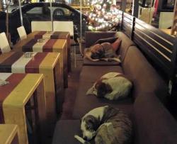 Setiap Malam Kafe Ini Dibuka untuk Anjing yang Tersesat