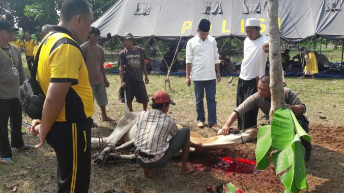 Inilah Tata Tertib dan Doa Dalam Menyembelih Hewan Kurban di Hari Raya Idul Adha 2019