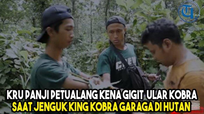 Kru Panji Petualang Kena Gigit Ular Kobra saat Jenguk King Kobra Garaga di Hutan
