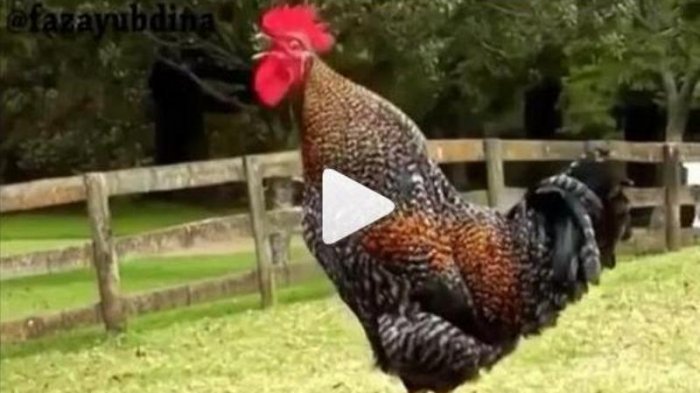 (VIDEO) Begini Jadinya Kalau Ayam Nyanyi Lagu Armada