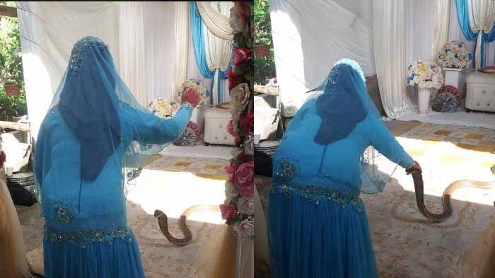 Heboh Ular Kobra Datangi Resepsi Pernikahan, Mempelai Wanita Lakukan Hal Mengejutkan