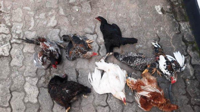 Polisi di Lampung Timur Tangkap Pencuri Ayam, Pelaku Kepergok Warga