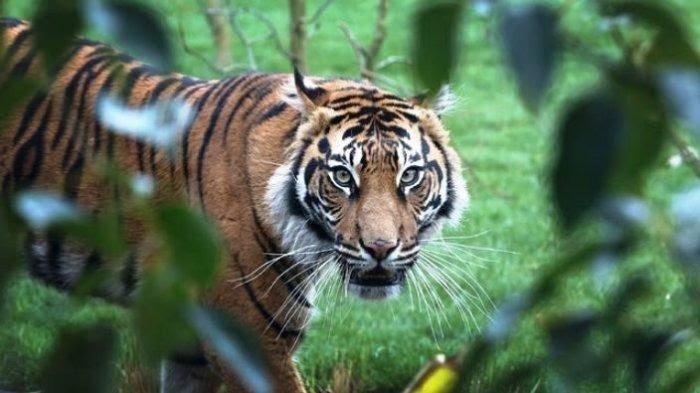 Fakta Baru 3 Harimau Keroyok Petani Damar di Riau, Indukan sedang Ajari Anak Berburu