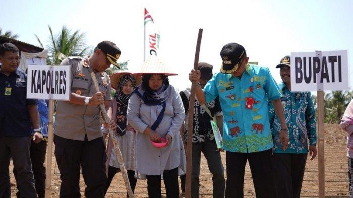 Bupati Pesisir Barat Pimpin Temu Lapang Tugal Perdana Padi Ladang dan Pengukuhan Pengurus KTNA.