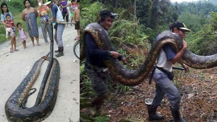Warga Geger Sepasang Ular Piton Lima Meter Berdiam Di Sini