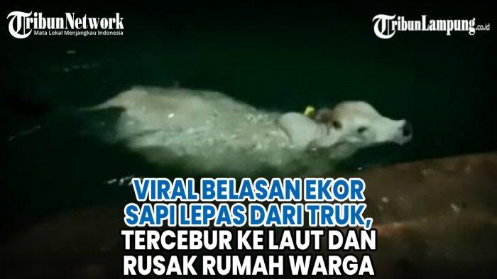 VIDEO Viral Belasan Ekor Sapi Lepas dari Truk, Tercebur ke Laut dan Rusak Rumah Warga