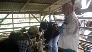 40-ekor-kambing-di-Gadingrejo-Pringsewu-mati-akibat-cacingan.jpg