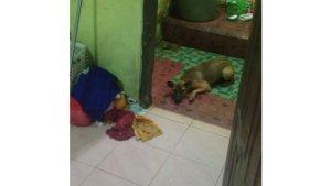 Anjing-liar-yang-masuk-ke-kontrakan.jpg