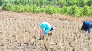 Distan-Pringsewu-andalkan-koordinasi-atur-irigasi.jpg
