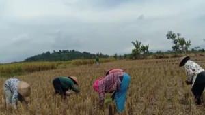 Distan-Pringsewu-atasi-risiko-kekeringan-dengan-tanam-genjah-dan-TOT.jpg