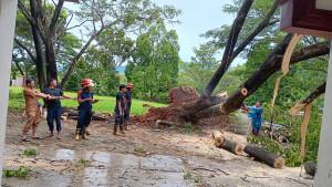 Evakuasi-pohon-tumbang-di-Pemkab-Pesawaran.jpg