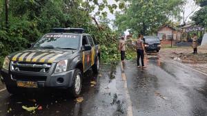 Evakuasi-pohon-tumbang1038.jpg