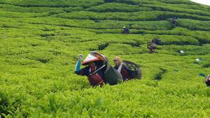 Garap-teh-organik123.jpg