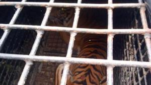 Harimau-Sumatera-yang-tertangkap-dalam-jebakan-petugas-gabungan.jpg