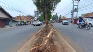 Kondisi-pohon-nangka-yang-ditabrak-mobil-Avanza-hingga-ambruk.jpg