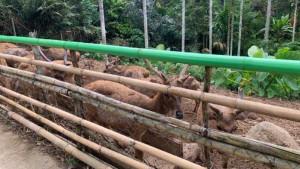 Pemprov-Lampung-buka-peluang-investor-kelola-penangkaran-rusa-Tahura-WAR.jpg