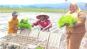 Petani-Pringsewu-andalkan-padi-unggul-Inpari-32-dan-Cakra-Buana.jpg