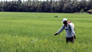 Petani-di-Pesawaran-tidak-ikut-asuransi.jpg