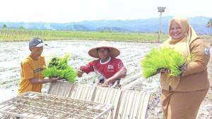 Petani-menanam-padi-di-Pringsewu.jpg