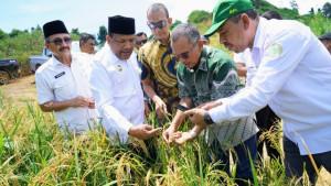 Ptpn-tumpangsari1.jpg