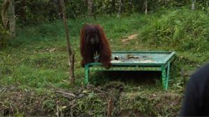 REHABILITASI-ORANGUTAN-Palmco-123.jpg