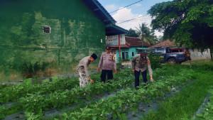 TANAM-TERONG-Jajaran-Polsek-Candipuro1.jpg