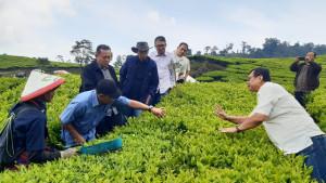 TINJAU-KEBUN-TEH-Komisaris-Independen-PTPN-III-t.jpg