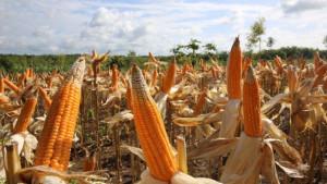 Tanaman-jagung-nih.jpg