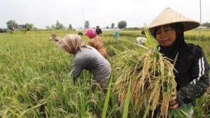 Tidak-ada-petani-di-Pesawaran-mendaftar-AUTP.jpg