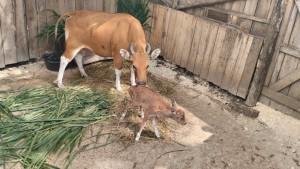 banteng-mungilp93.jpg