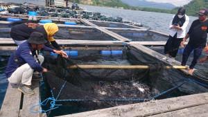 budidaya-ikan-di-keramba-jaring-apung-di-Teluk-Pandan.jpg