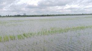 gagal-tanam-akibat-terdampak-banjir.jpg