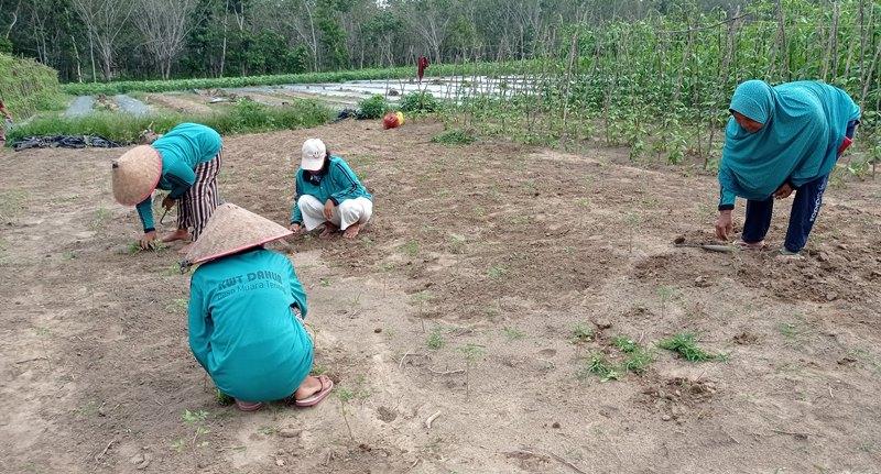 10 KWT di Mesuji Terima Bantuan Rp 500 Juta, Masing-masing Dapat Rp 50 Juta